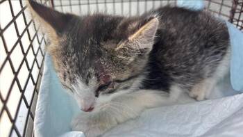A656918 -  Domestic Short Hair Cat for Adoption in Houston, Texas - A656918 | PetCurious