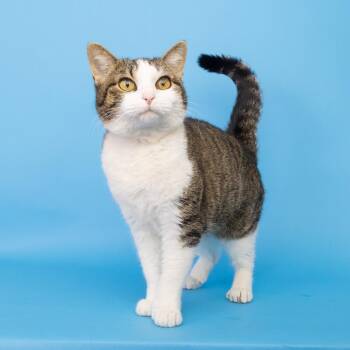 Domestic Short Hair Cats Available for Adoption in Franklin, Tennessee - Bloom | PetCurious
