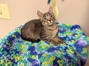 Rescue Tabby Cats for Adoption in Batesville, Arkansas - Zoey | PetCurious