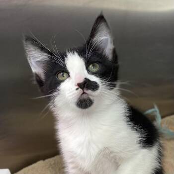 Domestic Short Hair Cats Available for Adoption - Gabriella | PetCurious