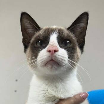 Tartar Sauce -  Domestic Short Hair Cat for Adoption in Tyler, Texas - Tartar Sauce | PetCurious