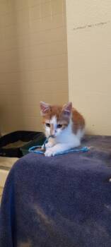 Domestic Short Hair Cats Available for Adoption - Cumbi | PetCurious