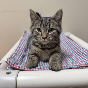 Rescue Domestic Short Hair Cats for Adoption in Logan, Ohio - Clay | PetCurious