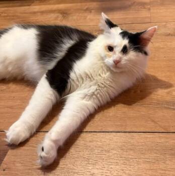 Rescue Domestic Short Hair Cats for Adoption in Louisville, Kentucky - Birdie | PetCurious