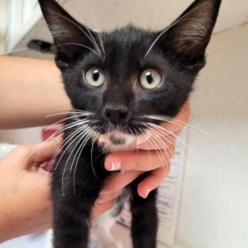 Donald -  Domestic Short Hair Cat for Adoption in Belfair, Washington - Donald | PetCurious
