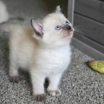 Rescue Domestic Short Hair Cats for Adoption in Jacksonville, Oregon - Susie | PetCurious