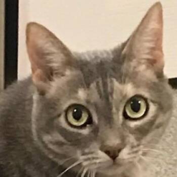 Domestic Short Hair Cats Available for Adoption in Pleasanton, California - Bella | PetCurious