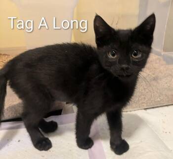 Tagalong -  Domestic Short Hair Cat for Adoption in Vancouver, Washington - Tagalong | PetCurious