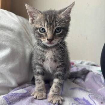 Cedar Bloom -  Tabby and Domestic Short Hair Cat for Adoption in Friendswood, Texas - Cedar Bloom | PetCurious