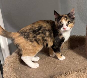 Sissy -  Calico Cat for Adoption in San Jacinto, California - Sissy | PetCurious