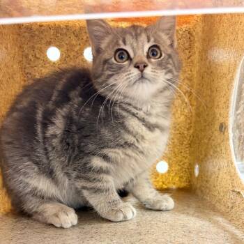 Domestic Short Hair Cats Available for Adoption - Sai | PetCurious