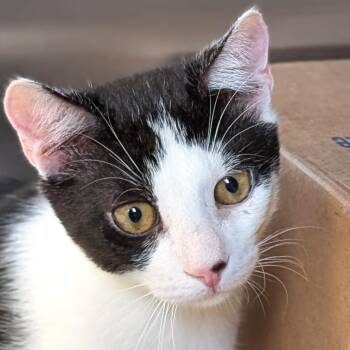 Ashton Fox -  Domestic Short Hair Cat for Adoption in Jefferson, Wisconsin - Ashton Fox | PetCurious