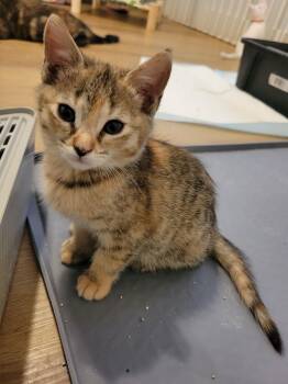 Mochi -  Domestic Short Hair Cat Available for Adoption in Elk Grove, California - Mochi | PetCurious
