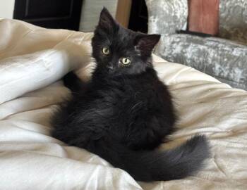 Ash -  Domestic Long Hair Cat for Adoption in Columbus, Indiana - Ash | PetCurious