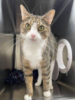 Rescue Domestic Short Hair Cats for Adoption in Benton Harbor, Michigan - Georgina | PetCurious