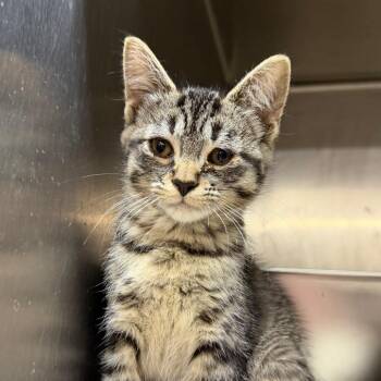 Puka Shell -  Domestic Short Hair Cat for Adoption in West Olive, Michigan - Puka Shell | PetCurious