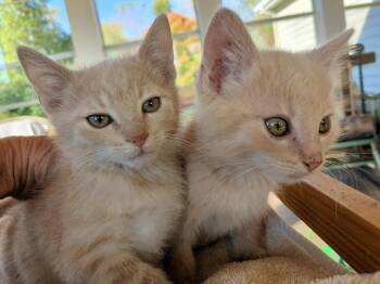 Hansel and Gretle -  Domestic Short Hair Cat for Adoption in Racine, Wisconsin - Hansel And Gretle | PetCurious