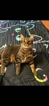 Rescue Domestic Medium Hair and Tabby Cats for Adoption in Rosenberg, Texas - Tessa | PetCurious