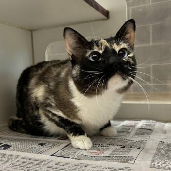 Kitten -  Domestic Short Hair Cat for Adoption in Cheyenne, Wyoming - Kitten | PetCurious