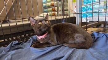 Domestic Short Hair Cats Available for Adoption - Ophelia | PetCurious