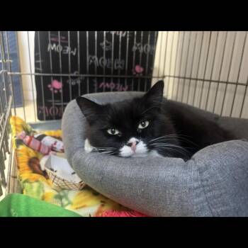 Domestic Medium Hair Cats Available for Adoption - Kaiya- Miss Independent | PetCurious