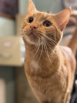 Domestic Short Hair Cats Available for Adoption in Warren, Ohio - Marshall | PetCurious