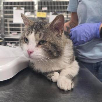 Fruit Snack -  Domestic Short Hair Cat for Adoption in Salt Lake City, Utah - Fruit Snack | PetCurious