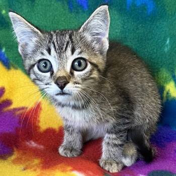 Rescue Domestic Short Hair Cats for Adoption in Mt. Juliet, Tennessee - Shepard | PetCurious