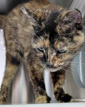 MAPLE -  Domestic Short Hair Cat for Adoption in Fort Lauderdale, Florida - MAPLE | PetCurious