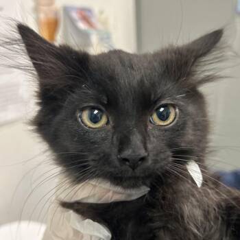 Soy Sauce -  Domestic Long Hair Cat for Adoption in Charleston, West Virginia - Soy Sauce | PetCurious