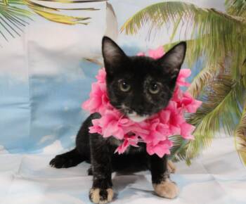 Hana lei -  Domestic Short Hair Cat for Adoption in Vacaville, California - Hana Lei | PetCurious