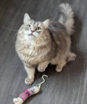 DAKOTA -  Siberian Cat for Adoption in Kenosha, Wisconsin - DAKOTA | PetCurious