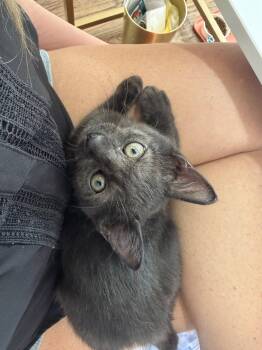 Ash -  Domestic Medium Hair Cat for Adoption in Frisco, Texas - Ash | PetCurious
