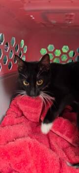 Rose -  Domestic Short Hair Cat for Adoption in Mobile, Alabama - Rose | PetCurious