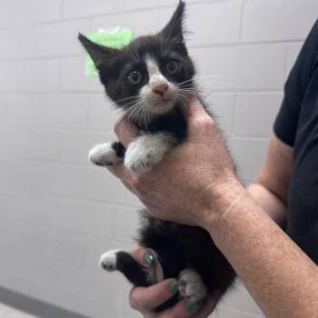 Mercedes -  Domestic Short Hair Cat for Adoption in Lufkin, Texas - Mercedes | PetCurious