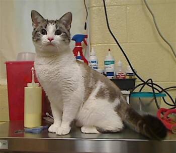 Domestic Short Hair and Siamese Cats Available for Adoption in Cookeville, Tennessee - TOAST | PetCurious