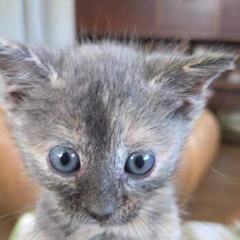 Domestic Short Hair Cats Available for Adoption in Volcano, Hawaii - Ester | PetCurious