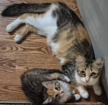 Rescue Calico Cats for Adoption in Blaine, Minnesota - Little Girl | PetCurious