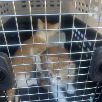 Connecticut -  Domestic Short Hair Cat for Adoption in Los Angeles, California - Connecticut | PetCurious