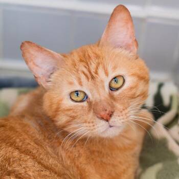 NCI5499 Venturo -  Domestic Short Hair Cat for Adoption in Port Washington, New York - NCI5499 Venturo | PetCurious