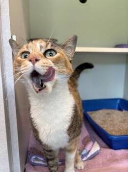 Harley -  Domestic Short Hair Cat for Adoption in Palm Coast, Florida - Harley | PetCurious