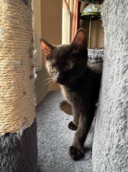 Domestic Short Hair Cats Available for Adoption in Mokena, Illinois - Sir Jupiter | PetCurious