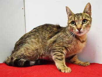 Domestic Short Hair Cats Available for Adoption in Sacramento, California - ONYA | PetCurious