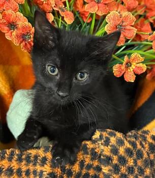 5/19/26 Daisy -  Domestic Short Hair Cat for Adoption in Stillwater, Oklahoma - 5/19/26 Daisy | PetCurious