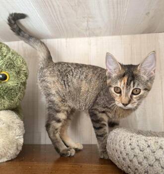 Rescue Tabby Cats for Adoption in Marion, Indiana - Sparkle | PetCurious