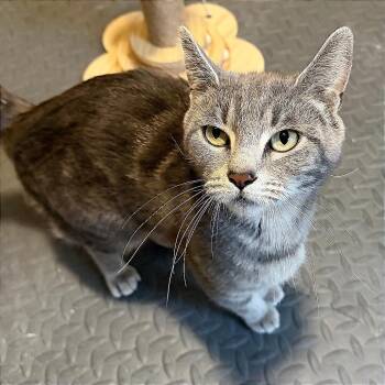 Domestic Short Hair Cats Available for Adoption in Wichita, Kansas - Nadia | PetCurious