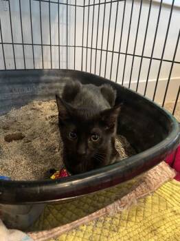 Rescue Domestic Short Hair Cats for Adoption in Louisville, Kentucky - Fork | PetCurious