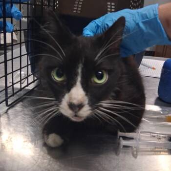 Dominique -  Domestic Long Hair Cat for Adoption in Summerville, South Carolina - Dominique | PetCurious
