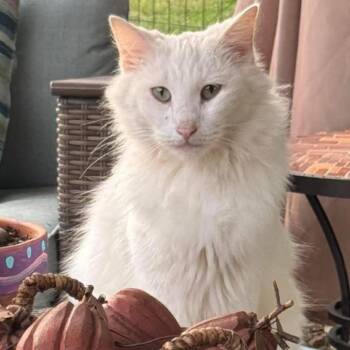 Domestic Long Hair Cats Available for Adoption in Edwardsville, Illinois - Casper | PetCurious
