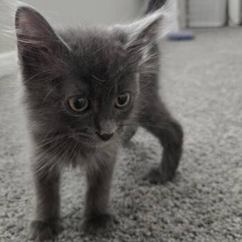 Shadow -  Domestic Long Hair Cat for Adoption in Fort Worth, Texas - Shadow | PetCurious